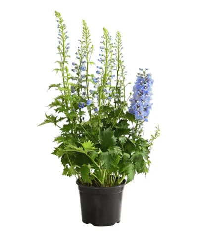 Rittersporn, Verschiedene Farben 19 Rittersporn, Verschiedene Farben -Haus Pflanzen Welt 8011413 WE FS 002 DelphiniumHybridenBlauRitterspornT19