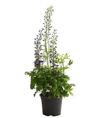 Rittersporn, Verschiedene Farben 20 Rittersporn, Verschiedene Farben -Haus Pflanzen Welt 8011413 WE FS 003 DelphiniumHybridenBlauRitterspornT19