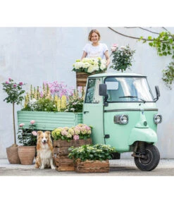 Hortensie - Hydrangea Macrophylla -Haus Pflanzen Welt 8011413 WE MO 001 DelphiniumRomantikGarten