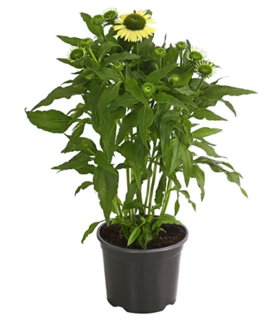 Haus Pflanzen Welt 39 Haus Pflanzen Welt -Haus Pflanzen Welt 8012650 WE FS 004 EchinaceaDehnerExpressHerzig