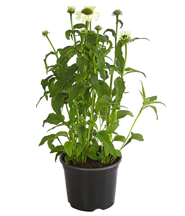 Sonnenhut - Scheinsonnenhut 'Mistral'