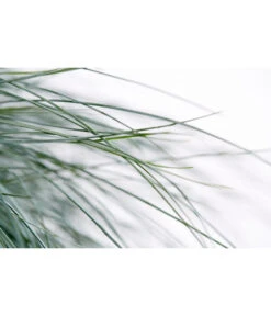 Blauschwingel 'Intense Blue' 13 Blauschwingel 'Intense Blue' -Haus Pflanzen Welt 8013021 WE DE 001 BlauschwingelFestucaGlaucaIntenseBlue