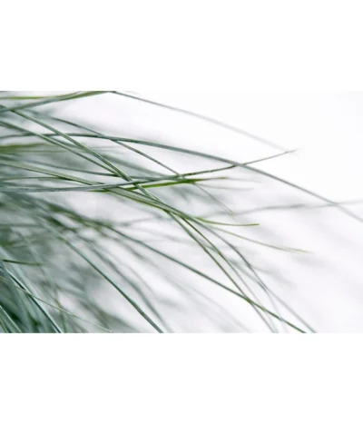 Blauschwingel 'Intense Blue' -Haus Pflanzen Welt 8013021 WE DE 001 BlauschwingelFestucaGlaucaIntenseBlue