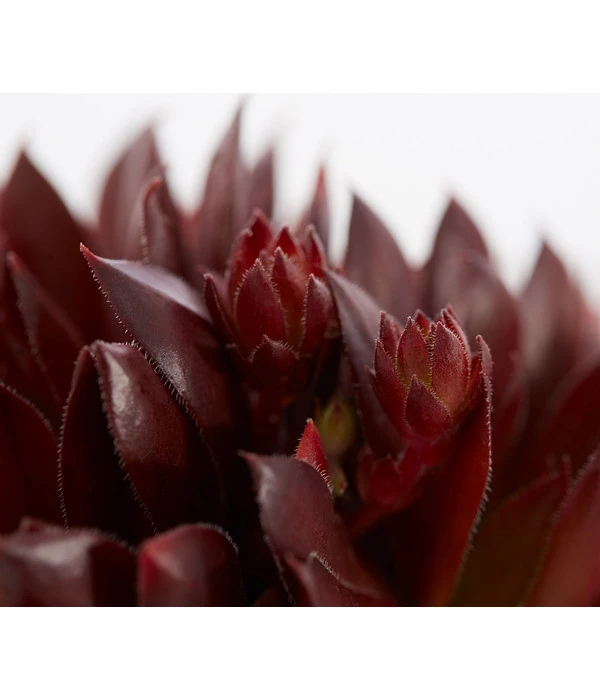 Hauswurz, 6er Schale 8 Hauswurz, 6er Schale – Bild 6