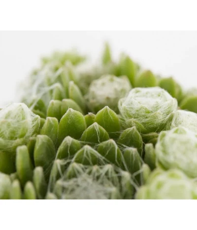 Hauswurz, 6er Schale -Haus Pflanzen Welt 8013112 PR DE 002 SempervivumDehnerExpressZS