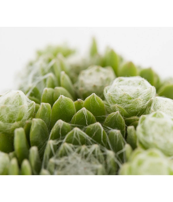 Hauswurz, 6er Schale 10 Hauswurz, 6er Schale – Bild 8