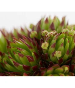 Hauswurz, 6er Schale 16 Hauswurz, 6er Schale -Haus Pflanzen Welt 8013112 PR DE 003 SempervivumDehnerExpressZS