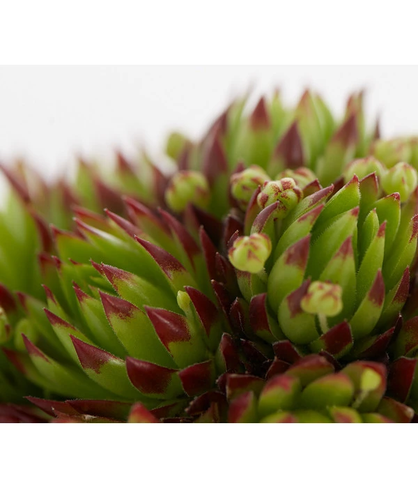 Hauswurz, 6er Schale 9 Hauswurz, 6er Schale – Bild 7