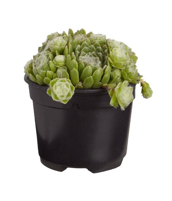 Hauswurz, 6er Schale 5 Hauswurz, 6er Schale – Bild 3