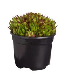 Hauswurz, 6er Schale 11 Hauswurz, 6er Schale -Haus Pflanzen Welt 8013112 PR FS 003 SempervivumDehnerExpressZS