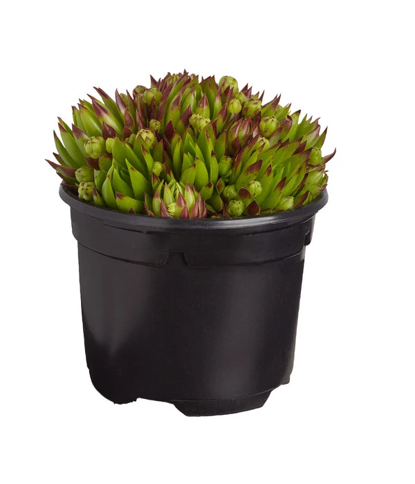 Hauswurz, 6er Schale 4 Hauswurz, 6er Schale – Bild 2