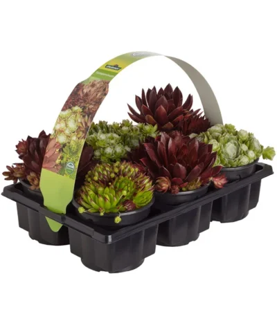 Hauswurz, 6er Schale