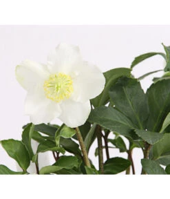 Christrose In Korb -Haus Pflanzen Welt 8014870 WE DE 004 HelleborusNigerT12ChristroseDehnerExpressHerzig