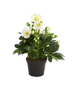 Christrose 'HGC® Wintergold®' 7 Christrose 'HGC® Wintergold®' -Haus Pflanzen Welt 8015000 PR FS 001 HelleborusWintergoldChristroseDehnerExpressHerzig
