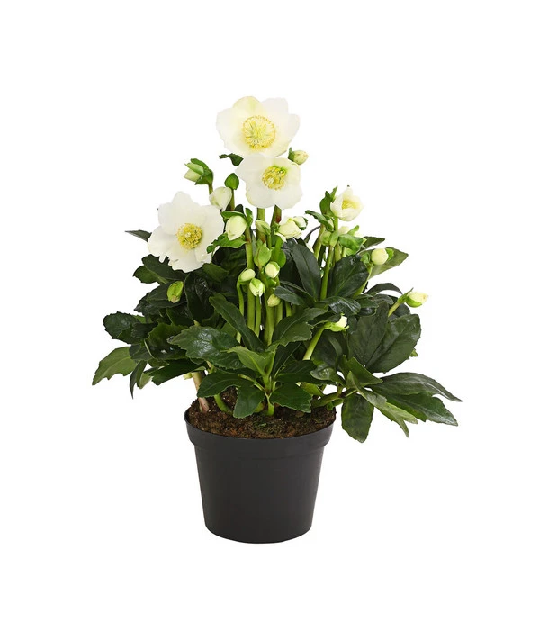 Christrose 'HGC® Wintergold®' 4 Christrose 'HGC® Wintergold®' – Bild 2