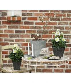 Christrose 'HGC® Wintergold®' 8 Christrose 'HGC® Wintergold®' -Haus Pflanzen Welt 8015000 PR MO 001 HelleborusWintergoldChristroseHelleborusshootingDehnerExpressHerzig