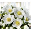 Christrose 'HGC® Wintergold®' 2 Christrose 'HGC® Wintergold®' -Haus Pflanzen Welt 8015000 WE FS 002 ChristroseHGCWintergold