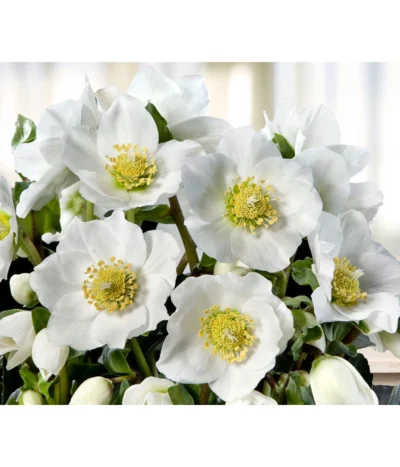 Christrose 'HGC® Wintergold®'