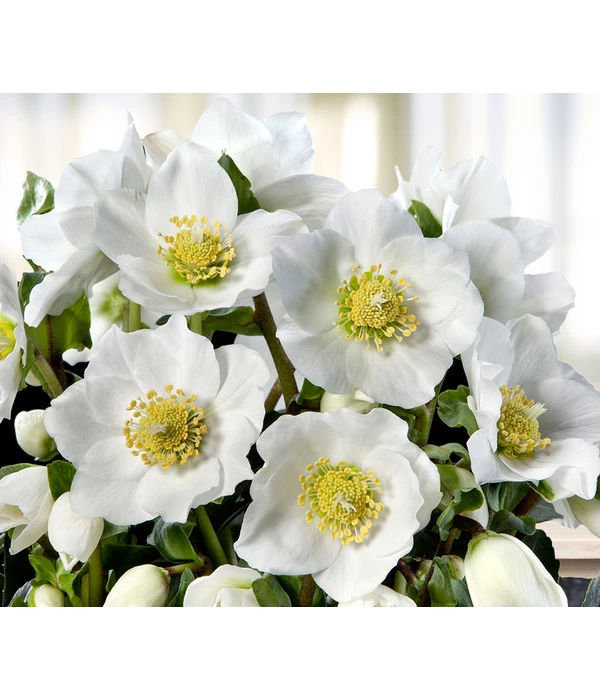 Christrose 'HGC® Wintergold®' 3 Christrose 'HGC® Wintergold®'