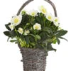 Christrose In Korb -Haus Pflanzen Welt 8015083 WE FS 002 HelleborusImKorbT17