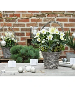 Christrose In Korb -Haus Pflanzen Welt 8015083 WE MO 001 HelleborusKorbT17ChristroseHelleborusshootingDehnerExpressHerzig