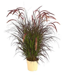 Lampenputzergras 'Chelsea'