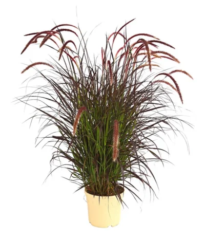 Lampenputzergras 'Chelsea'