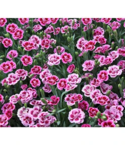 Garten-Nelke 'Pink Kisses®', Schale 13 Garten-Nelke 'Pink Kisses®', Schale -Haus Pflanzen Welt 8016297 WE DE 001 DianthusPinkKissesSchaleSelecta
