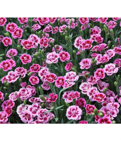 Garten-Nelke 'Pink Kisses®', Schale -Haus Pflanzen Welt 8016297 WE DE 001 DianthusPinkKissesSchaleSelecta