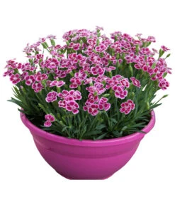 Garten-Nelke 'Pink Kisses®', Schale 9 Garten-Nelke 'Pink Kisses®', Schale -Haus Pflanzen Welt 8016297 WE FS 001 DianthusPinkKissesSchaleSelecta