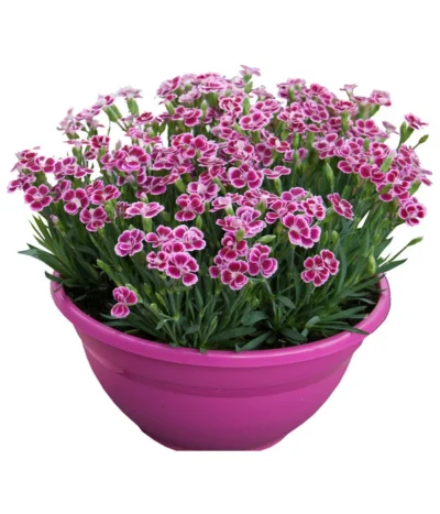 Garten-Nelke 'Pink Kisses®', Schale -Haus Pflanzen Welt 8016297 WE FS 001 DianthusPinkKissesSchaleSelecta