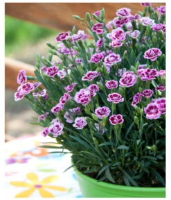 Garten-Nelke 'Pink Kisses®', Schale 10 Garten-Nelke 'Pink Kisses®', Schale -Haus Pflanzen Welt 8016297 WE MO 001 DianthusPinkKissesSchaleSelecta