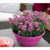 Garten-Nelke 'Pink Kisses®', Schale 1 Garten-Nelke 'Pink Kisses®', Schale -Haus Pflanzen Welt 8016297 WE MO 002 DianthusPinkKissesSchaleSelecta