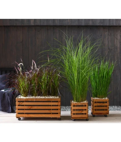 Afrikanisches Lampenputzergras 'Fireworks' -Haus Pflanzen Welt 8016321 8095929 8021826 WE MO 001 Graeser 2021 GC06