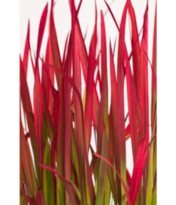 Japanisches Blutgras 'Red Baron' -Haus Pflanzen Welt 8016321 WE DE 001 ZiergrasRedBaron