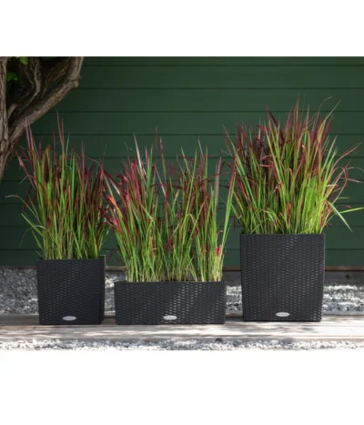 Japanisches Blutgras 'Red Baron' 10 Japanisches Blutgras 'Red Baron' -Haus Pflanzen Welt 8016321 WE MO 001 ImperataGrasRedBaron