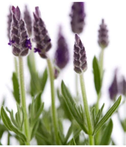 Schopf-Lavendel 19 Schopf-Lavendel -Haus Pflanzen Welt 8017014 WE DE 001 LavendelSchopflavendelLavandulaStoechasT13DehnerExpressZS