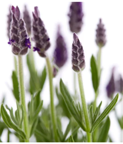 Schopf-Lavendel -Haus Pflanzen Welt 8017014 WE DE 001 LavendelSchopflavendelLavandulaStoechasT13DehnerExpressZS