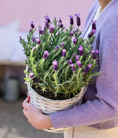 Schopf-Lavendel -Haus Pflanzen Welt 8017014 WE MO 001 LavendelKorb