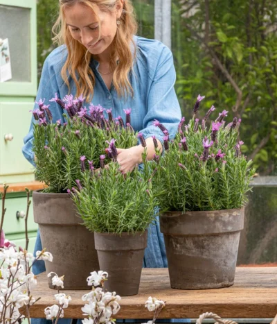 Schopf-Lavendel -Haus Pflanzen Welt 8017014 WE MO 001 SchopfLavendelStoechas