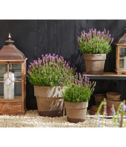 Schopf-Lavendel 14 Schopf-Lavendel -Haus Pflanzen Welt 8017014 WE MO 001 Schopflavendel