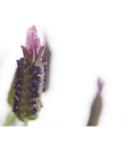 Schopf-Lavendel 18 Schopf-Lavendel -Haus Pflanzen Welt 8017089 PR DE 001 LavendelStoechasLavandulaStoechasT18DehnerExpressHerzig