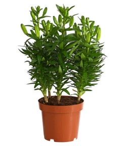 Lilie 6 Lilie -Haus Pflanzen Welt 8018194 WE FS 001 LiliumGelbLilieGelb3LDehnerExpressHerzig