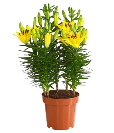 Lilie -Haus Pflanzen Welt 8018194 WE FS 002 LiliumGelbLilieGelb3LDehnerExpressHerzig