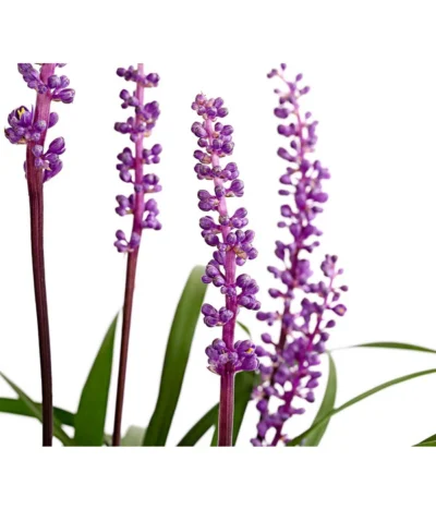 Glöckchentraube -Haus Pflanzen Welt 8018277 WE DE 001 LiriopeMuscariT17DehnerExpressHerzig