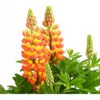 Lupine 'West Country', Verschiedene Farben 1 Lupine 'West Country', Verschiedene Farben -Haus Pflanzen Welt 8018301 PR DE 001 LupinusPoliphyllusLupineWestcountryT19DehnerExpressHerzig