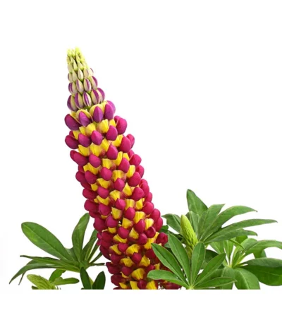 Lupine, Verschiedene Farben -Haus Pflanzen Welt 8018301 PR DE 002 LupinusPoliphyllusLupineWestcountryT19DehnerExpressHerzig 1