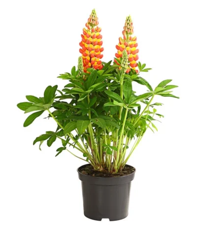 Lupine 'West Country', Verschiedene Farben -Haus Pflanzen Welt 8018301 PR FS 001 LupinusPoliphyllusLupineWestcountryT19DehnerExpressHerzig