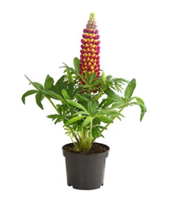 Lupine 'West Country', Verschiedene Farben -Haus Pflanzen Welt 8018301 PR FS 002 LupinusPoliphyllusLupineWestcountryT19DehnerExpressHerzig