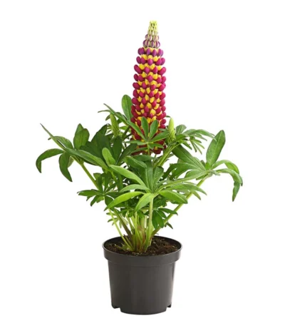 Lupine 'West Country', Verschiedene Farben -Haus Pflanzen Welt 8018301 PR FS 002 LupinusPoliphyllusLupineWestcountryT19DehnerExpressHerzig